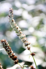 Agastache scrophulariifolia