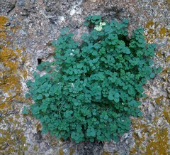 Sarcocapnos enneaphylla