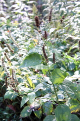 Agastache scrophulariifolia