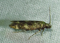 Gelechiini