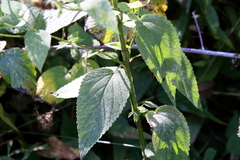 Agastache scrophulariifolia