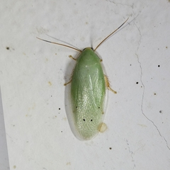 Panchlora