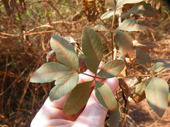 Heteromorpha arborescens