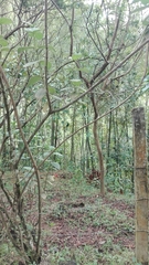 Momotus aequatorialis