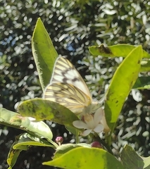 Tatochila