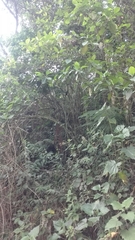 Momotus aequatorialis