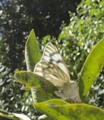 Tatochila
