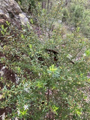 Philotheca hispidula