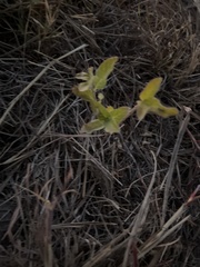 Matelea cynanchoides