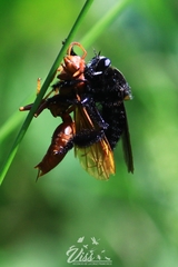 Mallophora leschenaulti