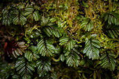 Hymenophyllum caespitosum