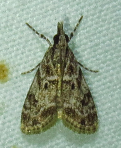 McDunnough's Eudonia photo 5
