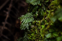Hymenophyllum caespitosum