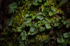 Hymenophyllum caespitosum
