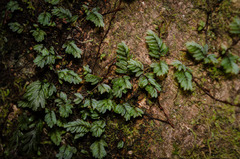 Hymenophyllum caespitosum