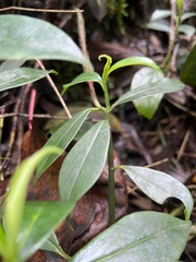 Peperomia acuminata