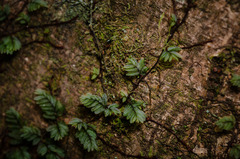 Hymenophyllum caespitosum