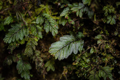 Hymenophyllum caespitosum