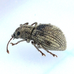 Calomycterus setarius