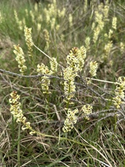 Stackhousia subterranea