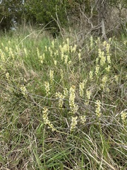 Stackhousia subterranea
