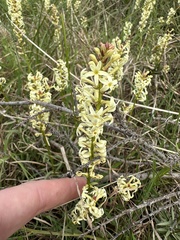 Stackhousia subterranea