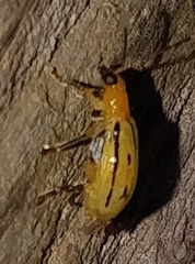 Diabroticina