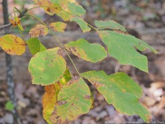 Stigmella betulicola