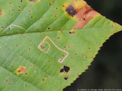 Stigmella betulicola