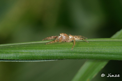 Telamonia