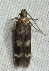 Gelechiini