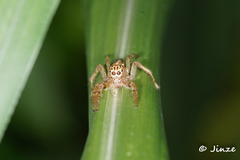 Telamonia
