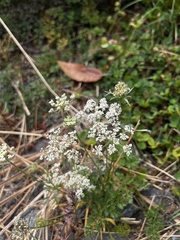 Conioselinum gmelinii