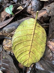 Ladenbergia macrocarpa