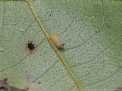 Caryomyia eumaris