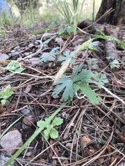 Geranium caespitosum
