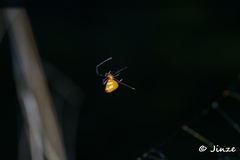Argyrodes
