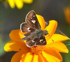 Dardarina dardaris