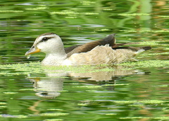 Nettapus coromandelianus
