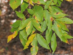 Monellia microsetosa