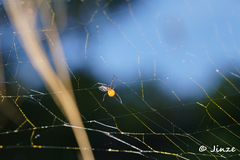 Argyrodes