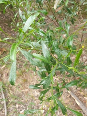 Dodonaea viscosa spatulata