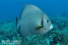 Pomacanthus arcuatus