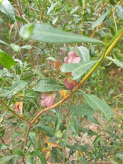 Dodonaea viscosa spatulata