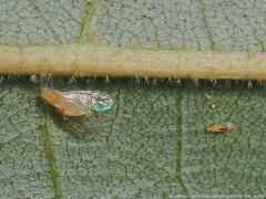 Monellia microsetosa