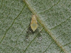 Monellia microsetosa