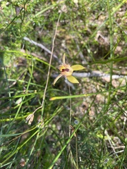Caladenia discoidea