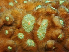 Mycedium elephantotus