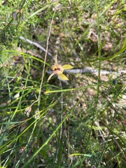 Caladenia discoidea