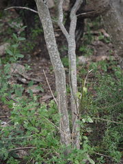 Zaluzania montagnifolia